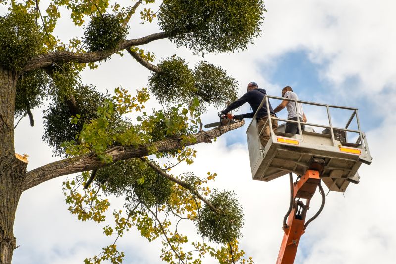 Tree Installation Service