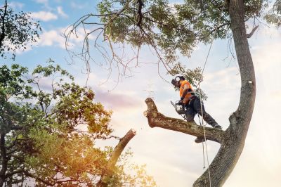 Tree Care and Pruning