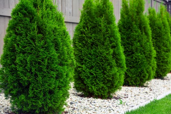 Arborvitae Planting in Crown Point