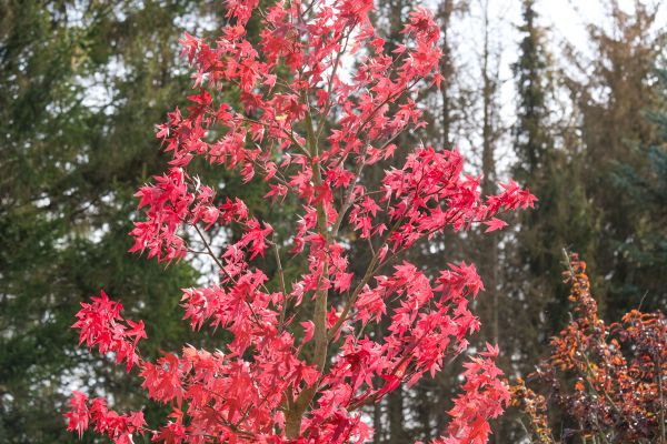 Japanese Maple Planting in Crown Point