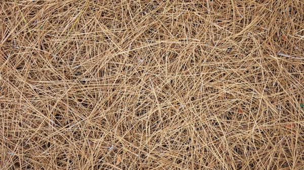 Pine Needles Delivery in Crown Point