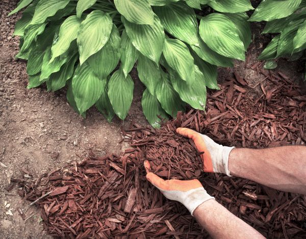 Shredded Mulch Service in Crown Point
