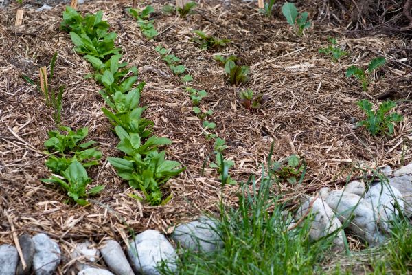 Mulch Service in Crown Point