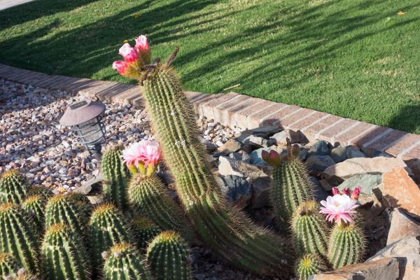 Desert Landscaping in Crown Point