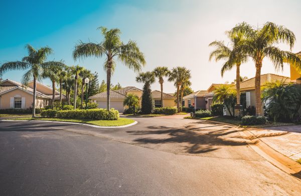 Palm Tree Landscaping in Crown Point