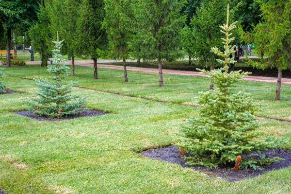 Privacy Trees Planting in Crown Point