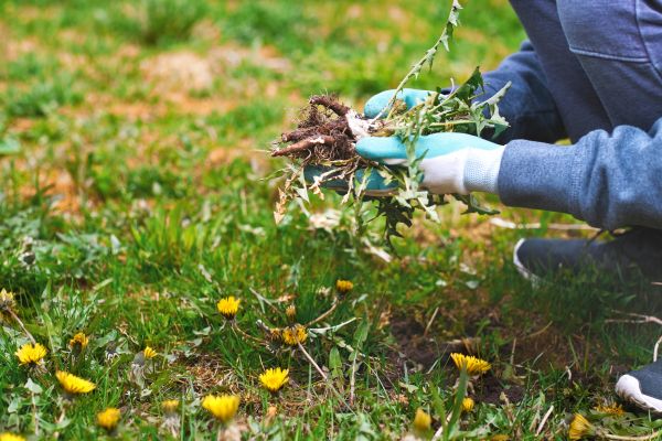 Flower Bed Clearing in Crown Point