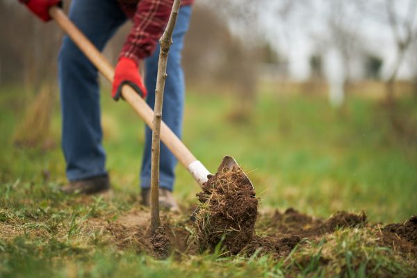 Trees Planting in Crown Point