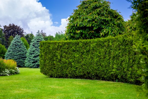 Hedge Landscaping in Crown Point