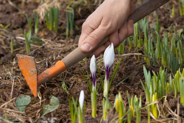 Flower Garden Weeding in Crown Point