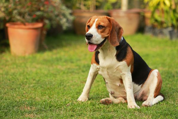 Dog Friendly Landscaping in Crown Point