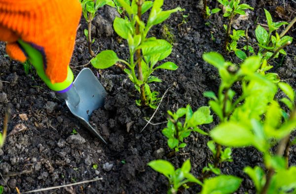 Hydrangea Planting in Crown Point