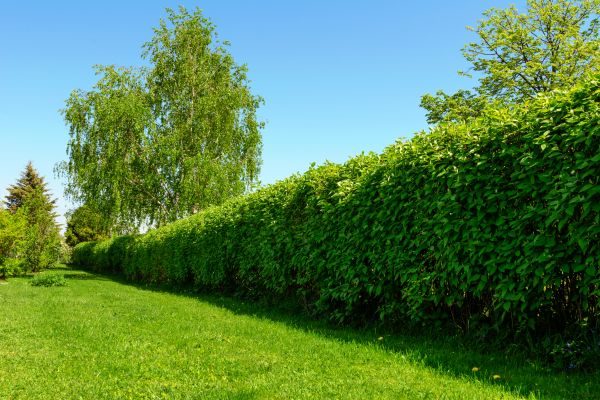 Hedge Replacement in Crown Point