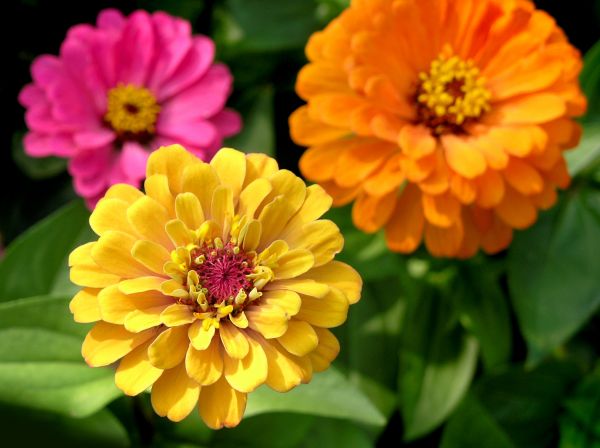 Zinnia Planting in Crown Point