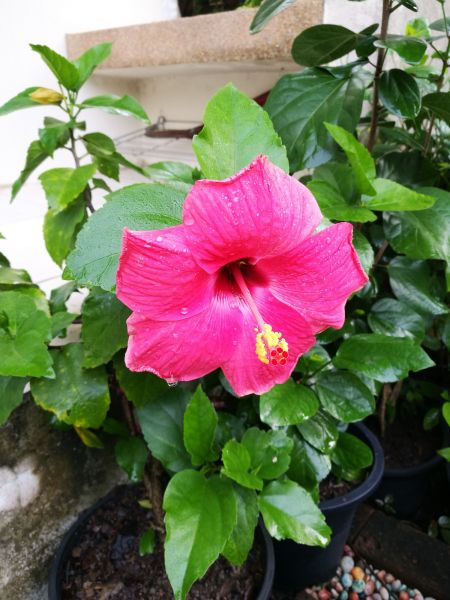 Hibiscus Planting in Crown Point