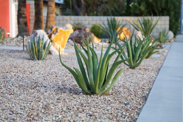 Drought Resistant Landscaping in Crown Point