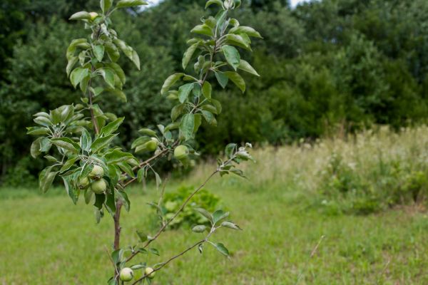 Apple Tree Planting in Crown Point